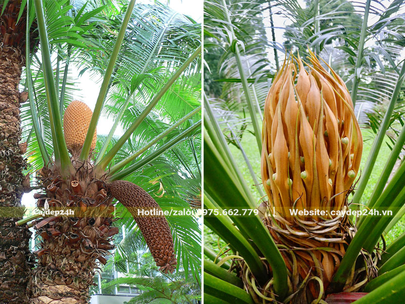 Hình dáng hoa cây Thiên Tuế