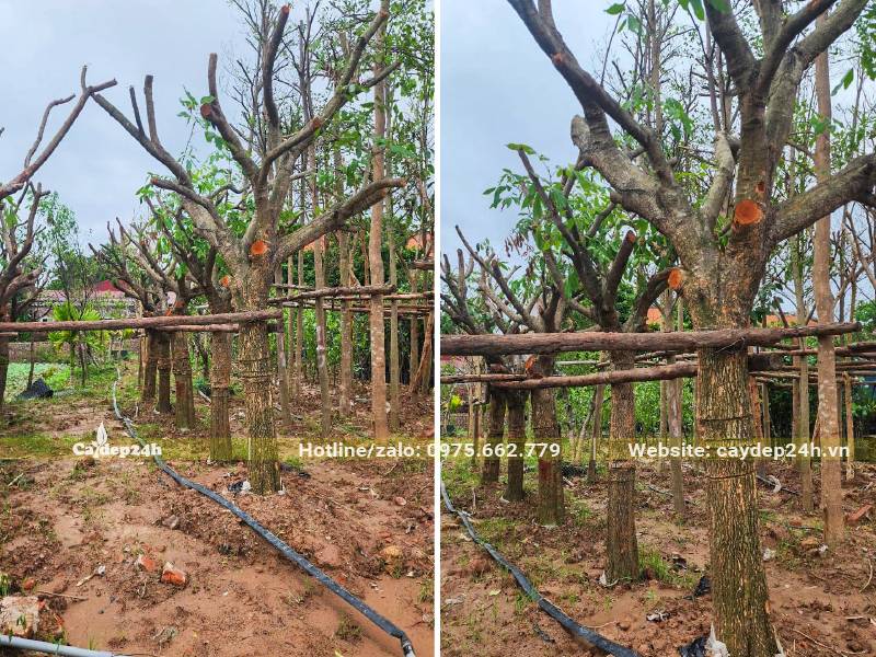 Vườn dâm ủ cây Nhãn lâu năm đã tỉa tay cành