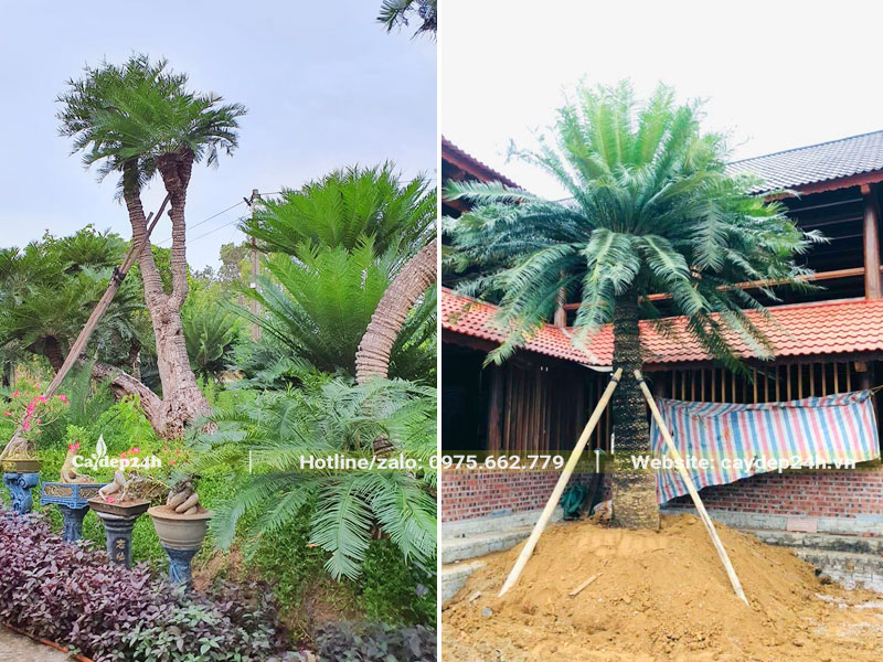 Thi công trồng cây Thiên Tuế lóng thân cao 2 - 3m