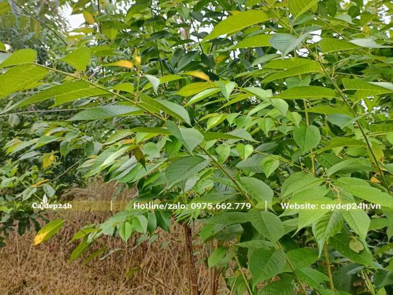 Lá và tán của cây Mai Anh Đào