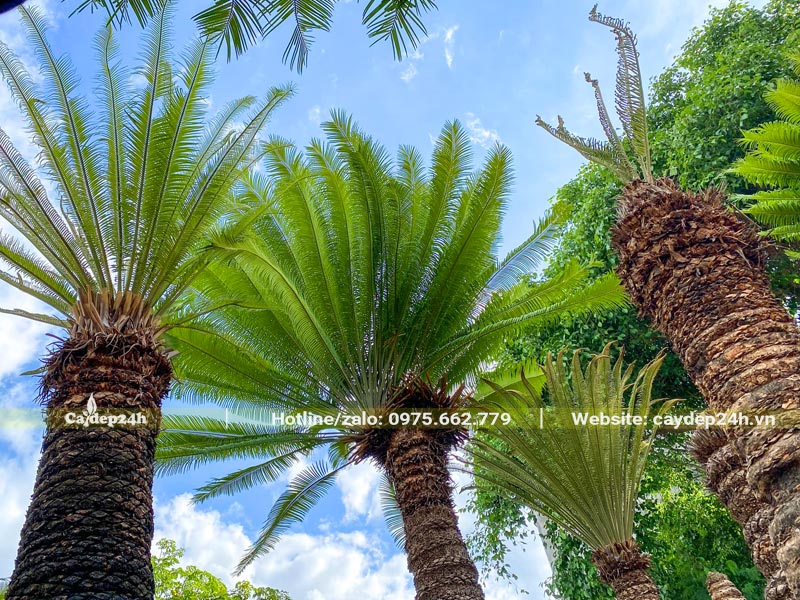 Hình dáng tán lá Thiên Tuế tập trung trên đỉnh cây