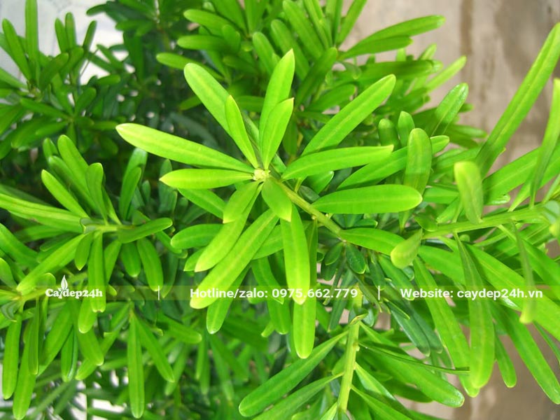 Hình ảnh lá và chồi non của cây Tùng La Hán