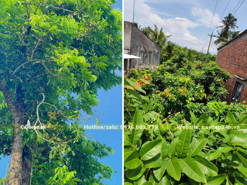 Tán lá của cây Nhãn công trình