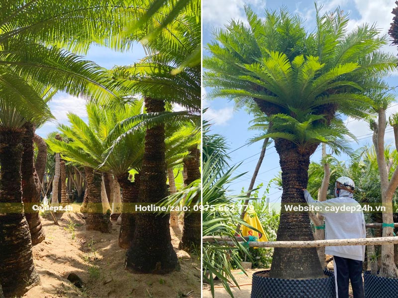 Dưỡng ủ cây Thiên Tuế đường kính gốc 25 - 45cm