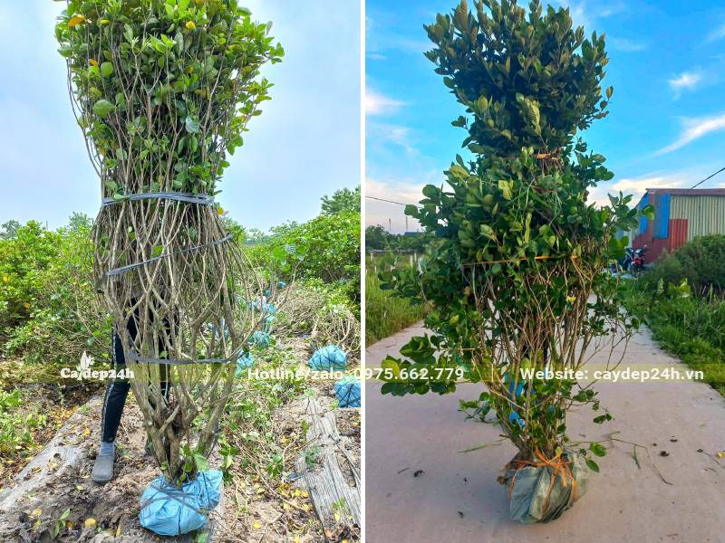 Cây Bạch Thiên Hương cao gần 2m