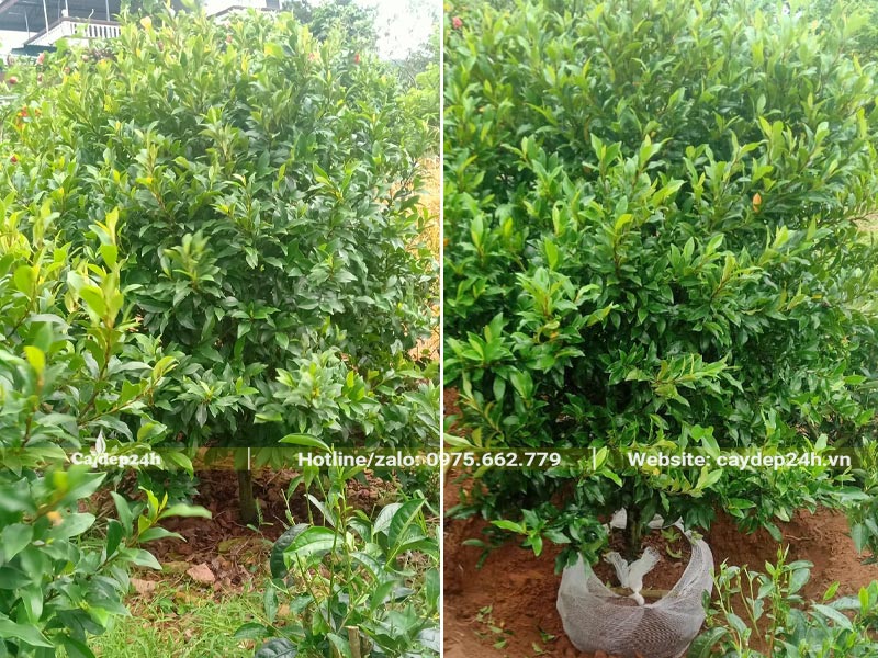 Bứng bầu cây Lan Tiêu cao 1m