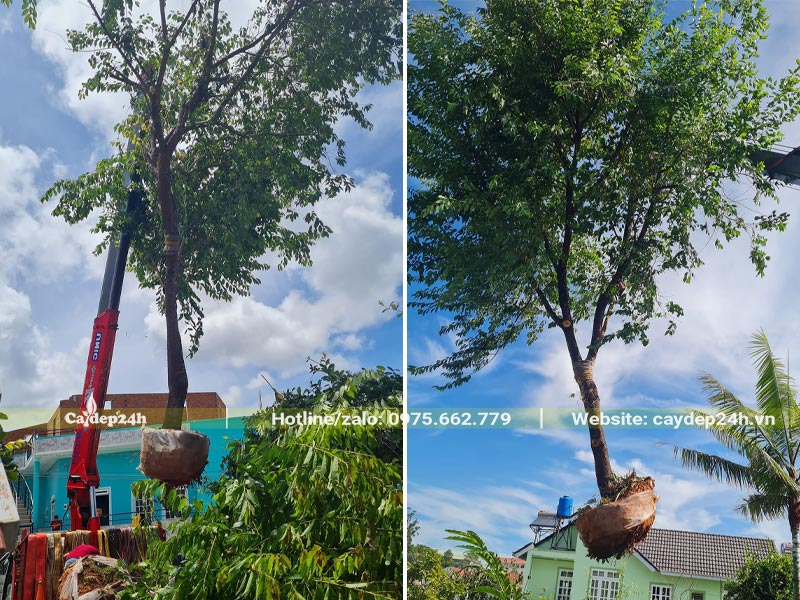 Cẩu cây Mai Anh Đào đường kính gốc 15cm lên xe