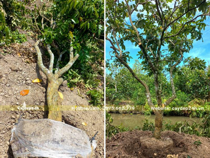 Đánh thẳng cây Nhãn công trình đường kính 15cm