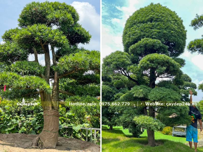 Bán cây Tùng La Hán cổ thụ, dưỡng ủ nhiều năm tại vườn