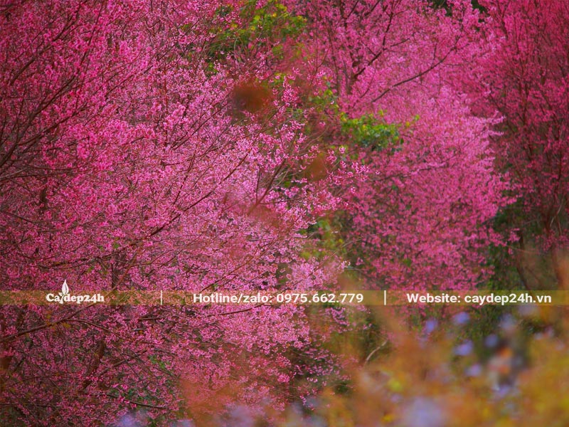 Những cây Mai Anh Đào nở rộ hoa tại Đà Lạt