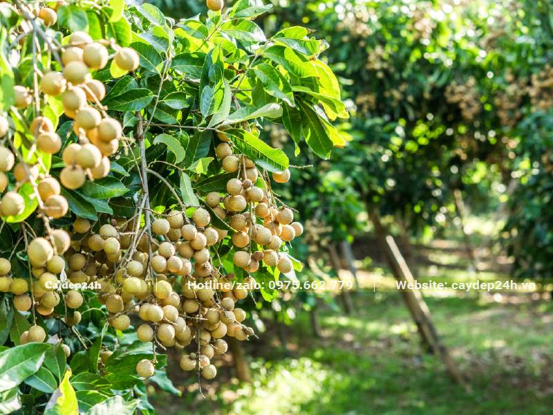 Mùa Nhãn chín, những chùm quả sai trĩu cành
