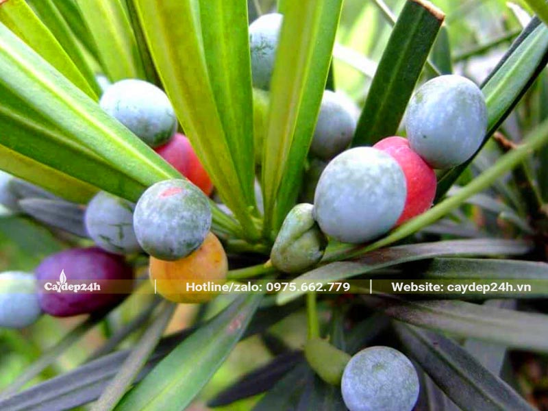 Hình dáng của quả Tùng La Hán khi chín