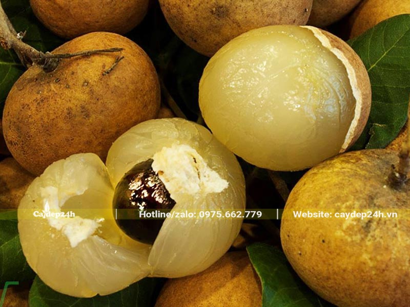 Quả của cây Nhãn Xuồng Cơm Vàng có cùi dày, ăn giòn