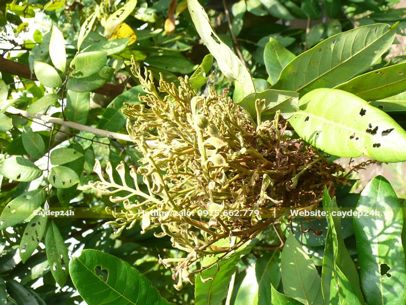 Đọt non của cây Nhãn bị sâu bệnh phá hoại