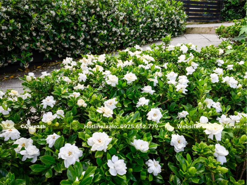 Trồng viền lối đi bằng cách hoa Bạch Thiên Hương