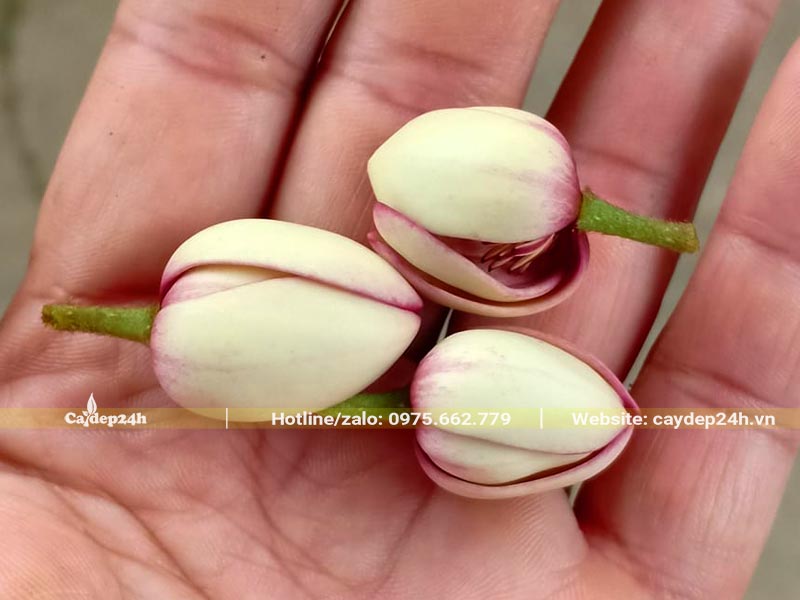 Những bông hoa Lan Tiêu nhỏ xinh dùng để làm thuốc, pha trà