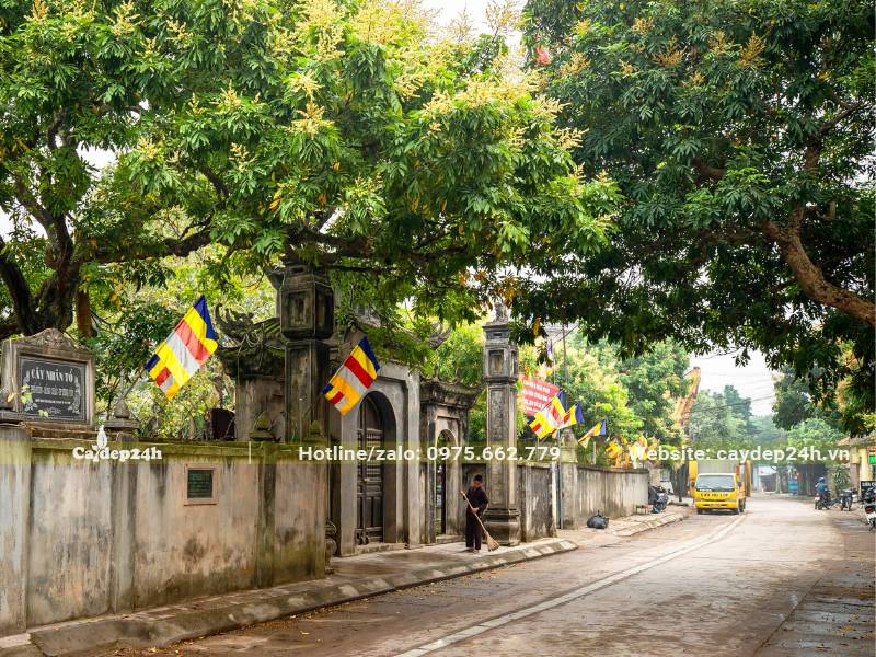 Cây Nhãn trồng trong một ngôi chùa ở miền Bắc