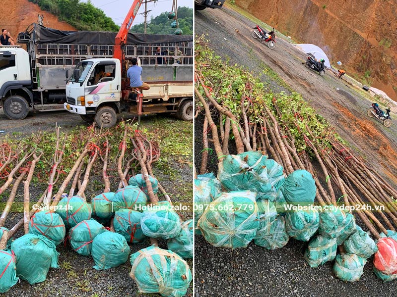 Tập kết cây Mai Anh Đào trước khi thi công, cây đã dâm ủ đường kính gốc 8 - 100cm