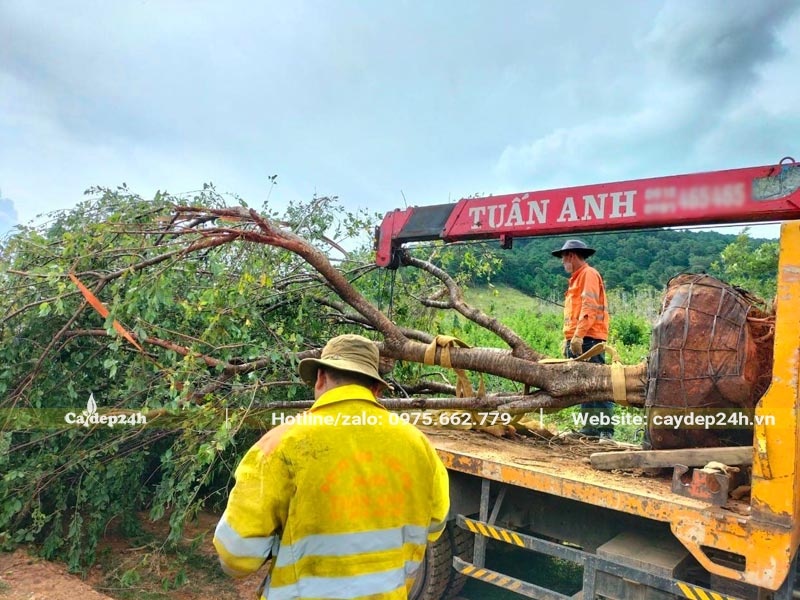 Cây Mai Anh Đào cổ thụ đường kính gốc 25 - 30cm