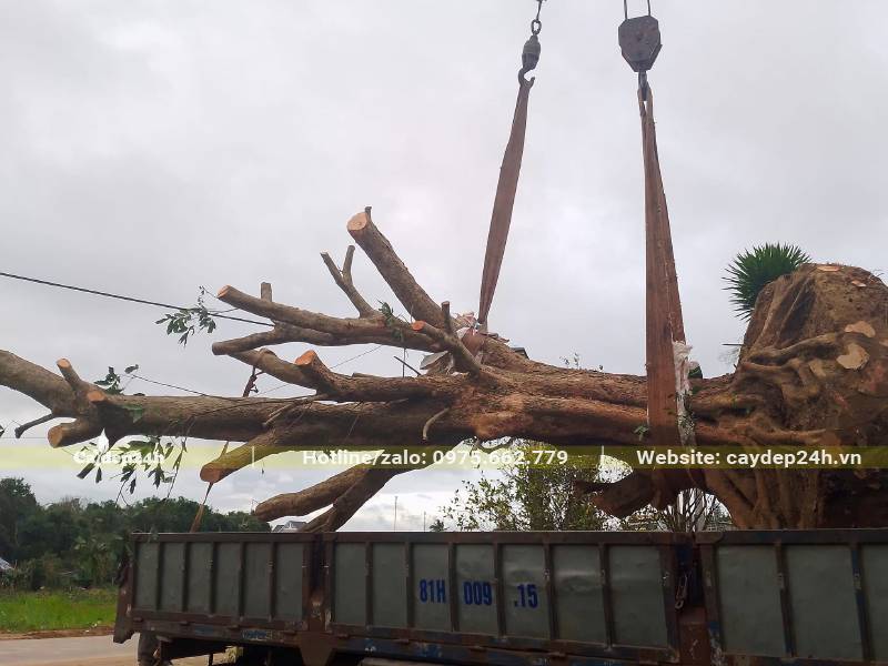 Dùng xe cần cẩu đưa cây Nhãn cổ thụ đường kính gốc 40cm lên thùng xe