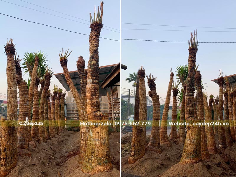 Tỉa lá và dâm ủ cây Thiên Tiế lâu năm, thân cao 2 - 3m