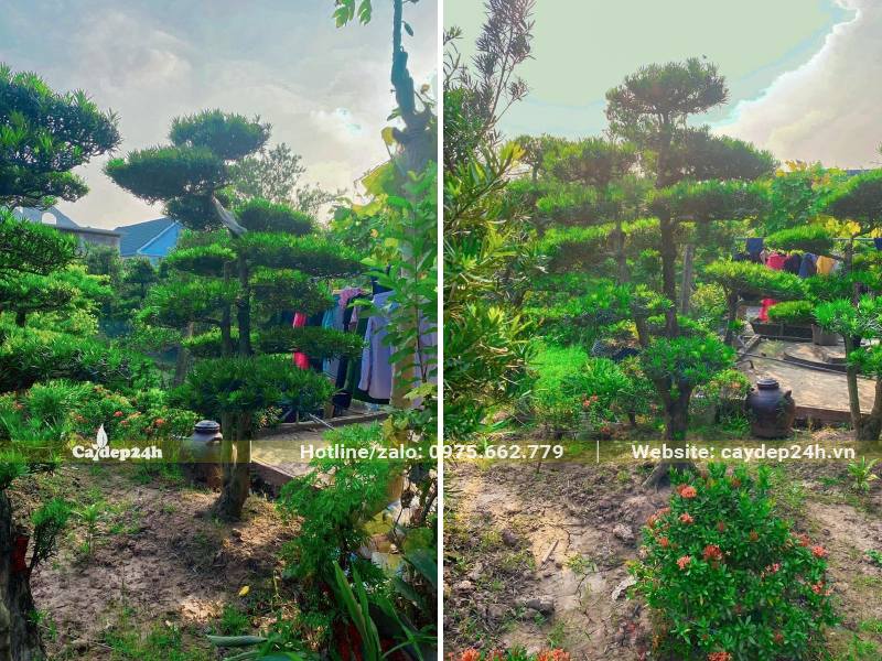 Cây Tùng La Hán nhỏ chiều cao hơn 2m