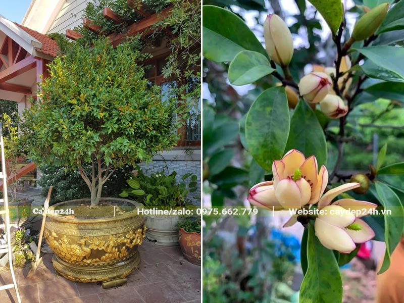 Chậu cây hoa Lan Tiêu trồng trước nhà biệt thự