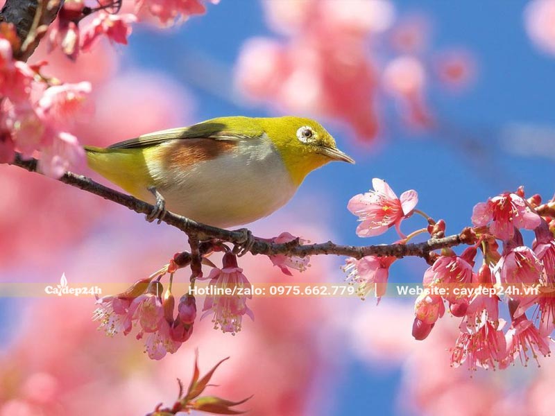 Hoa Mai Anh Đào nở báo hiệu mùa Xuân về