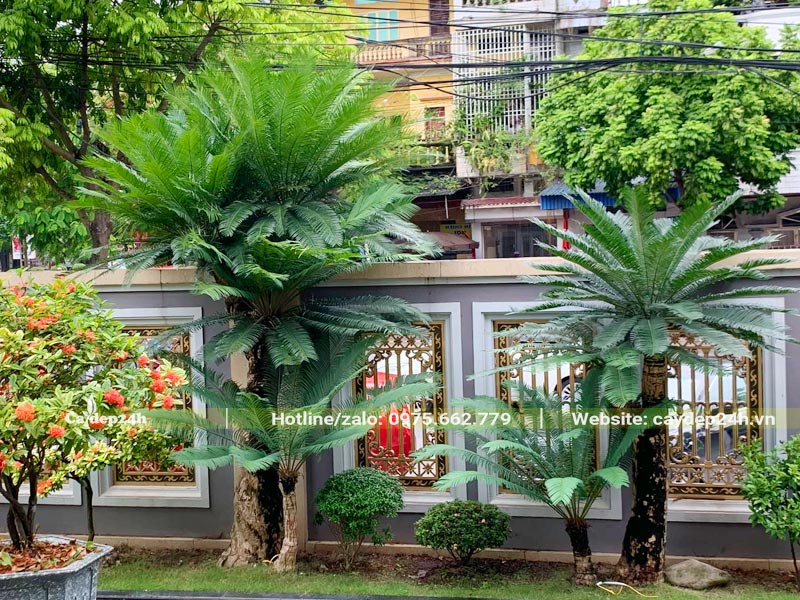 Cây Thiên Tuế trang trí sân vườn đẹp và sang trọng