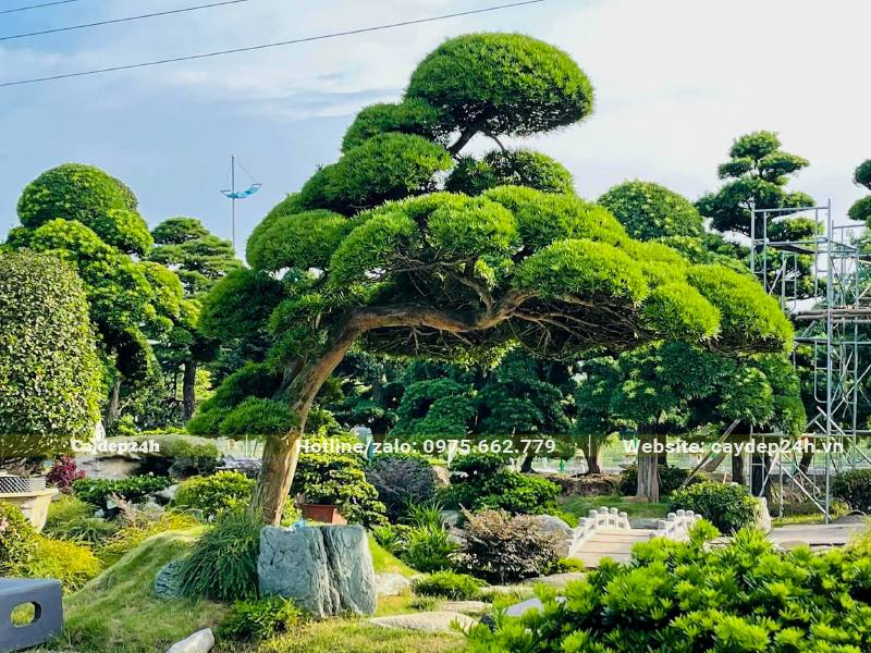 Cây Tùng La Háng dáng bay siêu đẹp trồng trong sân vườn khu resort
