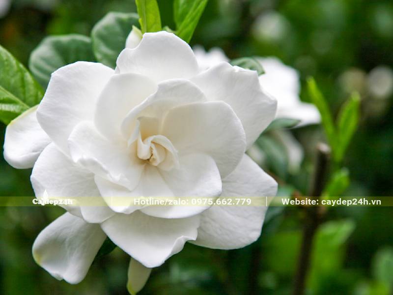 Bông hoa Bạch Thiên Hương màu trắng tinh tế