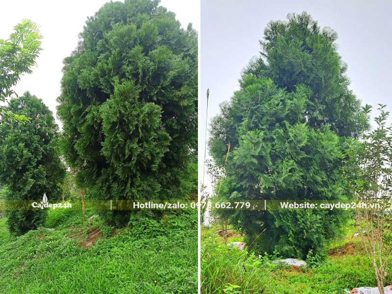 Vườn nuôi trồng cây Bách Xanh công trình chiều cao khoảng 4m