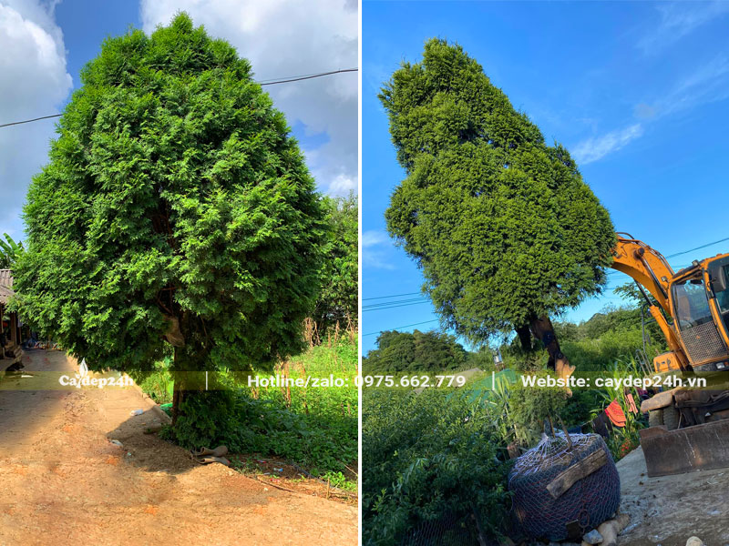 Bứng cây Bách Xanh lớn đường kính gốc 15cm