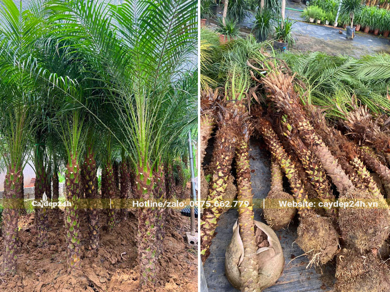 Chọn cây Cau Nga Mi đã dưỡng ủ cho khách hàng