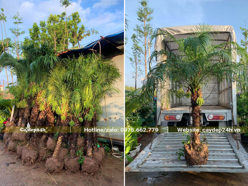 Xếp những cây Cau Nga Mi cao 1.5m lên thùng xe