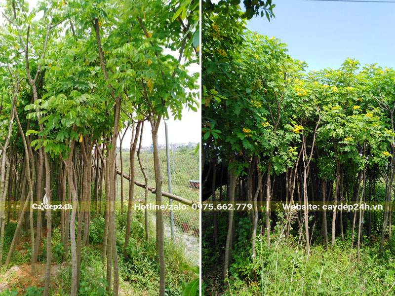 Dâm ủ cây Điệp Vàng trưởng thành, đường kính gốc 3 - 5cm
