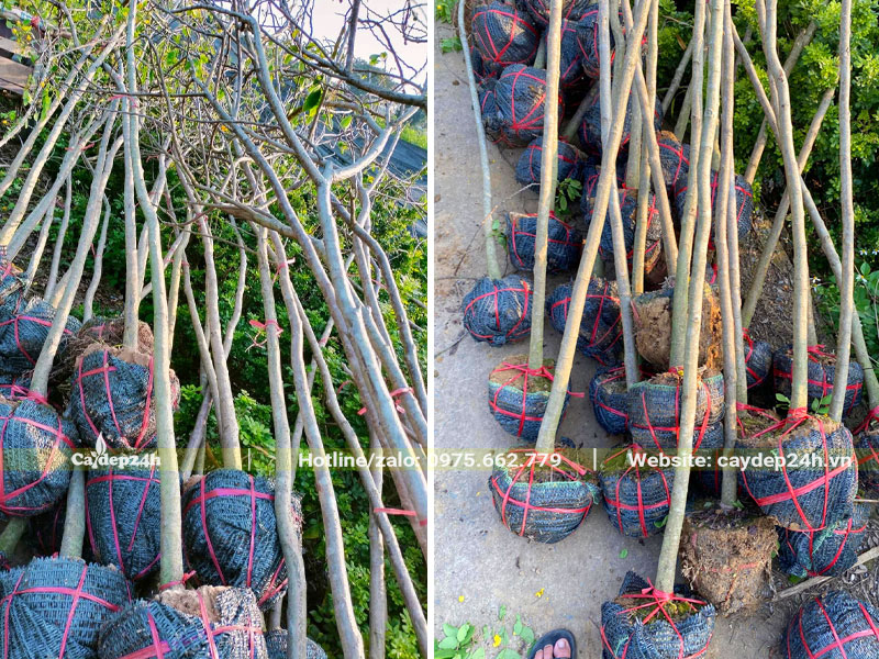 Hàng chục cây Điệp Vàng đường kính gốc 3cm