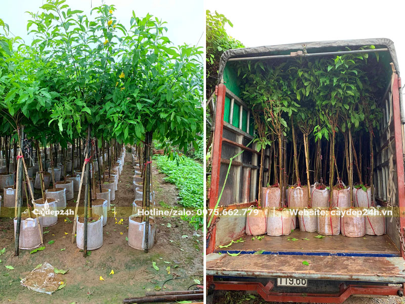 Thân thẳng, thoát thân khoảng 1m