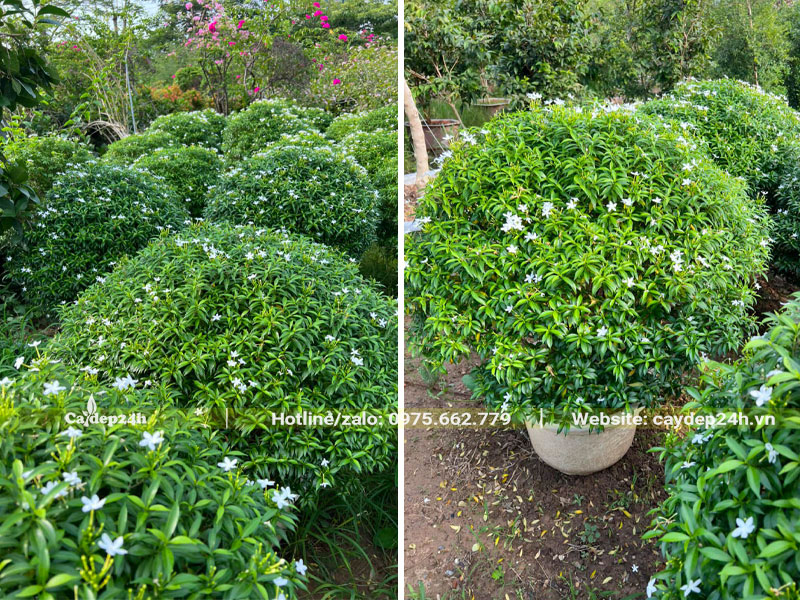 Cây Mai Vạn Phúc lớn cao gần 1m tính cả chậu