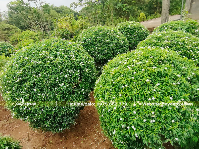 Cây lâu năm đường kính tán 1m, chiều cao từ 90 - 100cm