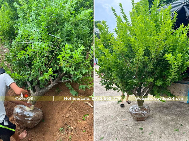 Bứng nóng cây Mận Hà Nội cao hơn 2m, đường kính tán khoảng 2m