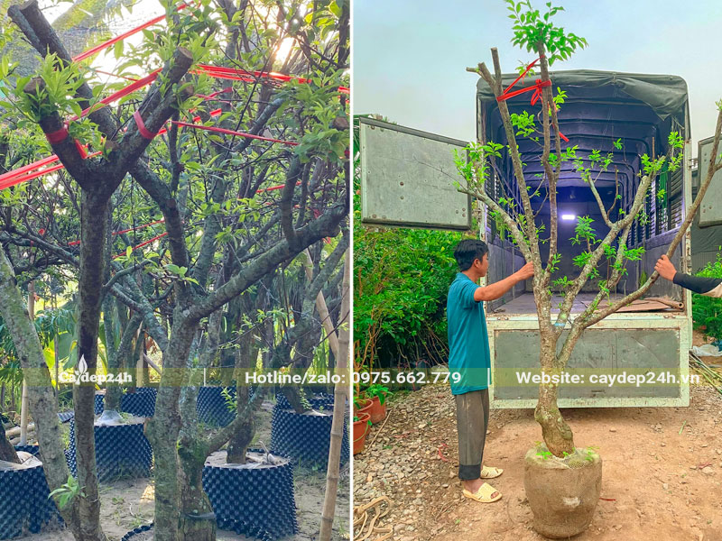Xếp cây Mận cao 2m, vanh 30, đã tỉa tay cành lên thùng xe tải