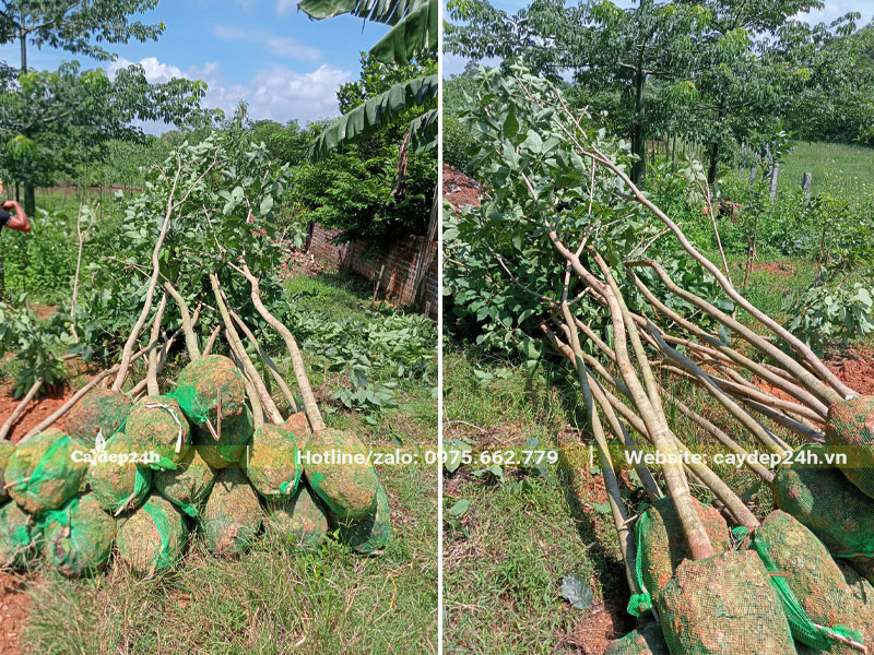 Xếp những cây hoa Phong Linh tím thành mới bứng thành đống trước khi xếp lên xe