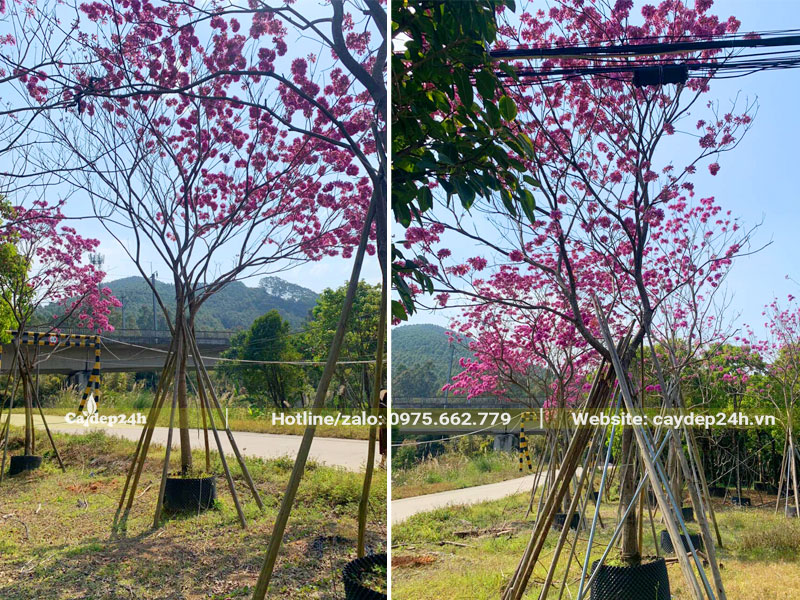 Vườn dâm ủ cây Phong Linh tím số lượng lớn, đường kính gốc từ 10 - 15cm