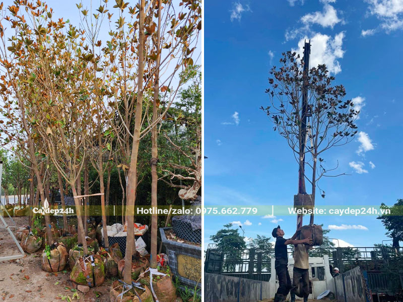 Cần cẩu đang đưa cây Sen Đất lên xe tải