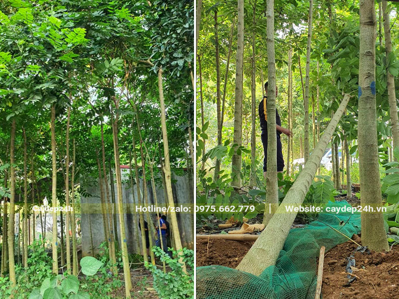 Bứng bầu những cây hoa Sò Đo Cam công trình đường kính trên 10cm