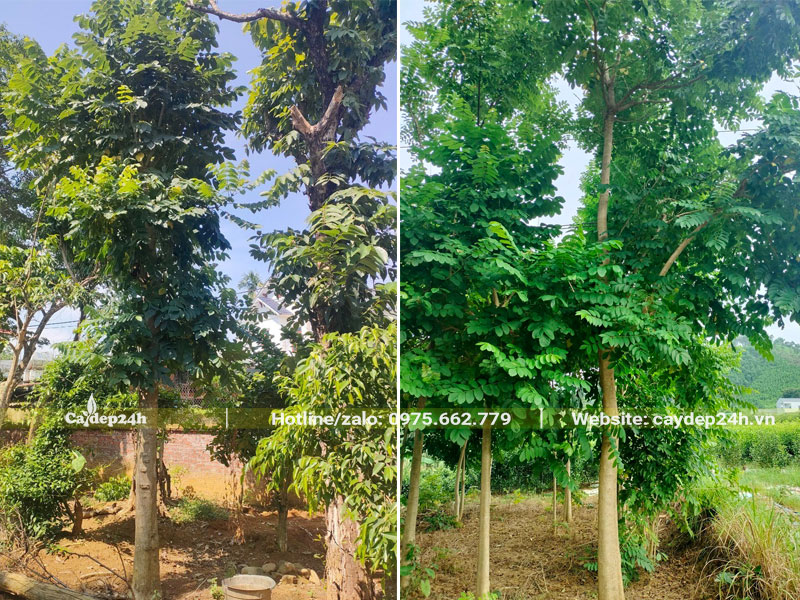 Cây Sò Đo Cam công trình cao 5 - 6m, dâm ủ nhiều năm