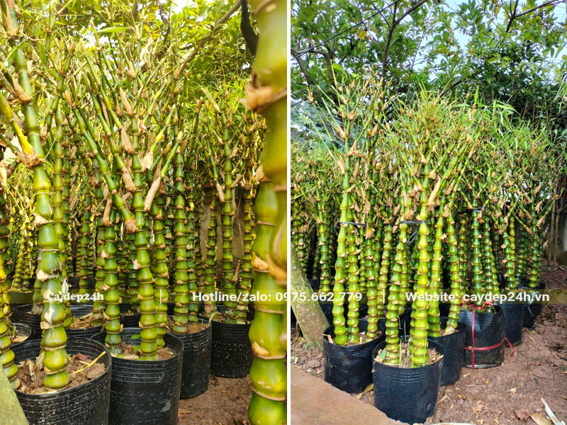 Trúc Quan Âm cao 1m, thân và cành nhánh đều và đẹp