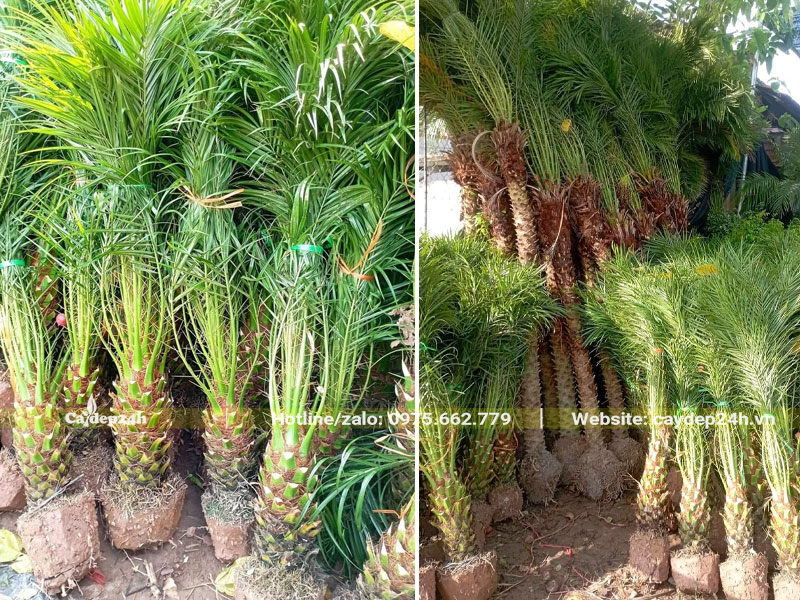 Hàng trăm cây Chà Là Cảnh lớn nhỏ đã bứng bầu, xếp gọn để giao cho khách