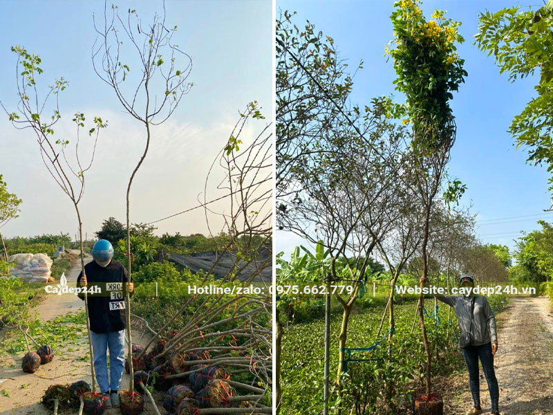Cây Điệp Vàng cao hơn 3m những đường kính to nhỏ khác nhau